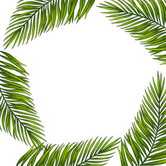 Square template for text with tropical palm leaves. Frame or border with jungle rainforest exotic plants. Isolated on white realistic hand drawn illustration for label design.