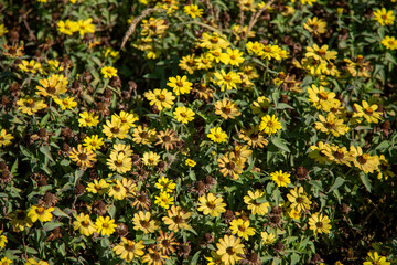 yellow flowers with small petals in the roadside