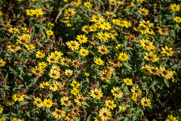 Obraz premium yellow flowers with small petals in the roadside