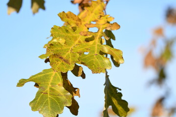 Green Leaves on the Branch of a Tree