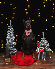 Doberman with Christmas trees