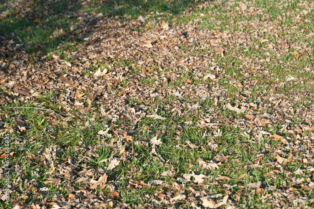 Canvas Prints dry leaves in a yard