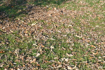 Dry Leaves in a Yard