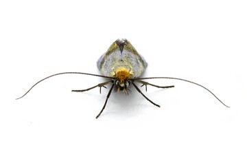 Macro detail of the head of a moth of the genus Phereoeca isolated on white background, studio photo