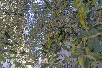 Picture of unripe green olives on an olive tree in Croatia