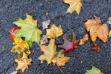 Colorful wet maple leaves lay on wet asphalt road