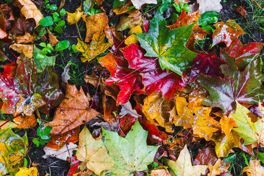 Wet fallen autumnal leaves lay on the ground, natural photo