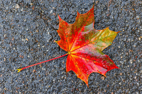 Colorful maple leaf lays on wet asphalt road. Top view
