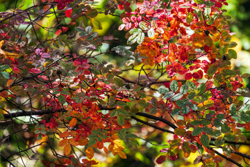Colorful leaves of wild rose in autumn season