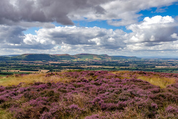 Obraz premium Cleveland hills and purple heather