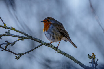 robin on a branch