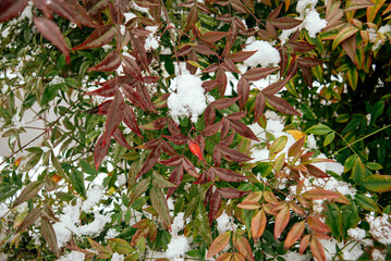 Nandina Domestica con bacche rosse coperta di neve