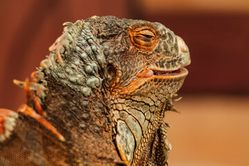 Head shot of a red iguana with a very cool bokeh background suitable for use as wallpaper, animal education, image editing material and others.
