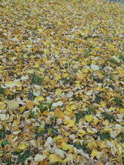 very beautiful yellow autumn leaves