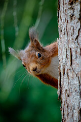 Red squirrel