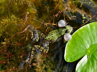 European green frog (edible frog, Pelophylax esculentus or Rana esculenta) croaking, swimming in a...