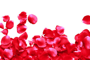 Red rose petals isolated on a transparent background with copy space for your text,