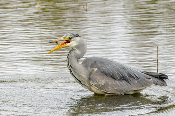 Grey heron with fish