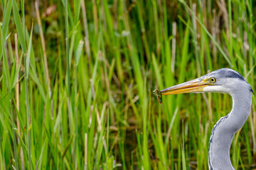 grey heron with fish