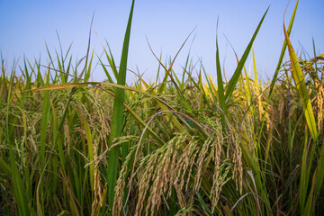 Grain rice spike agriculture field landscape view
