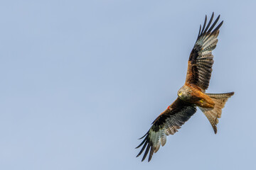 Red Kite