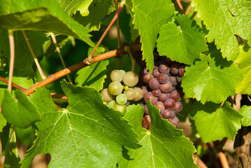 Close-up of grapevine with clusters of grapes and green leaves at a vineyard in the Moselle Valley in autumn.