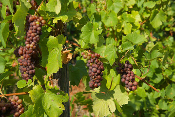 Close-up of grapevine with clusters of red grapes and green leaves at a vineyard in the Moselle Valley in autumn.