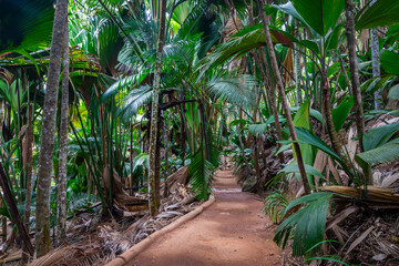 Endemic coco de mer (sea coconut) and other palm trees along the trail in Vallée de Mai (May...
