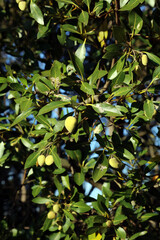 Black Mangrove fruit, New South Wales Australia

