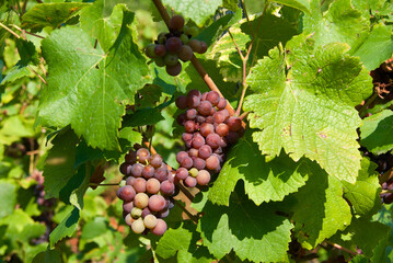 Close-up of grapevine with clusters of red grapes and green leaves at a vineyard in the Moselle...