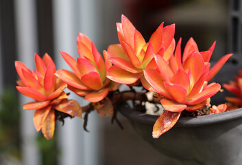 Macro image of a Red Pagoda succulent, New South Wales Australia