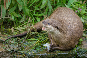 otter on the rock