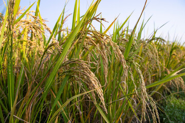 Grain rice spike agriculture field landscape view