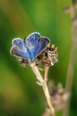 butterfly on a leaf