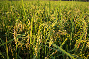Grain rice spike agriculture field landscape view