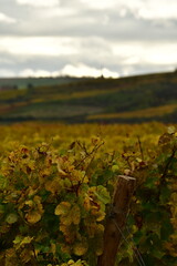 Vineyards in the Palatinate Forest in fall autumn colorfull