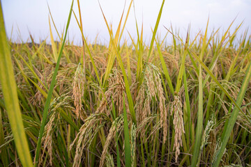 Grain rice spike agriculture field landscape view