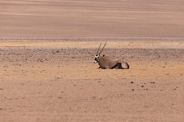 Lone oryx lying down in the sand in an arid and mountainous desertscape, Sesriem, Namibia