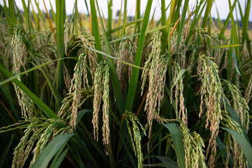 Grain rice spike agriculture field landscape view