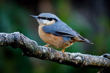 nuthatch