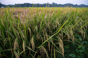 Grain rice spike agriculture field landscape view