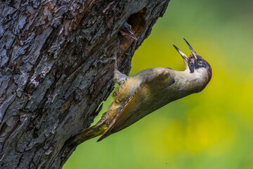 Grünspecht (Picus viridis) Weibchen