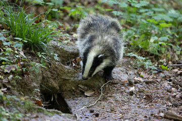 Dachs (Meles meles), Jungtier