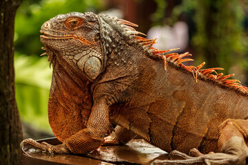 Obraz premium Half body shot of a red iguana with a very cool bokeh background suitable for use as wallpaper, animal education, image editing material and others.