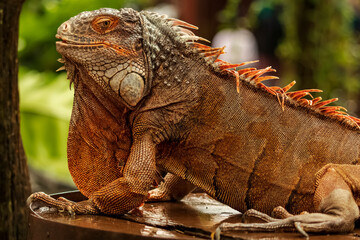 Half body shot of a red iguana with a very cool bokeh background suitable for use as wallpaper,...