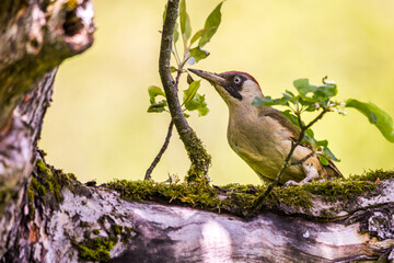 Grünspecht (Picus viridis) Weibchen