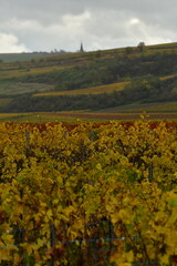 Vineyards in the Palatinate Forest in fall autumn colorfull