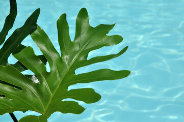 folha verde em fundo com piscina linda