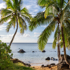 Beautiful landscape of coconut trees (Cocos nucifera) on Anini Beach on a beautiful sunny day in...