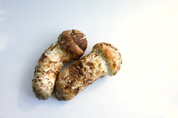 松茸　マツタケ　キノコ　秋　食材